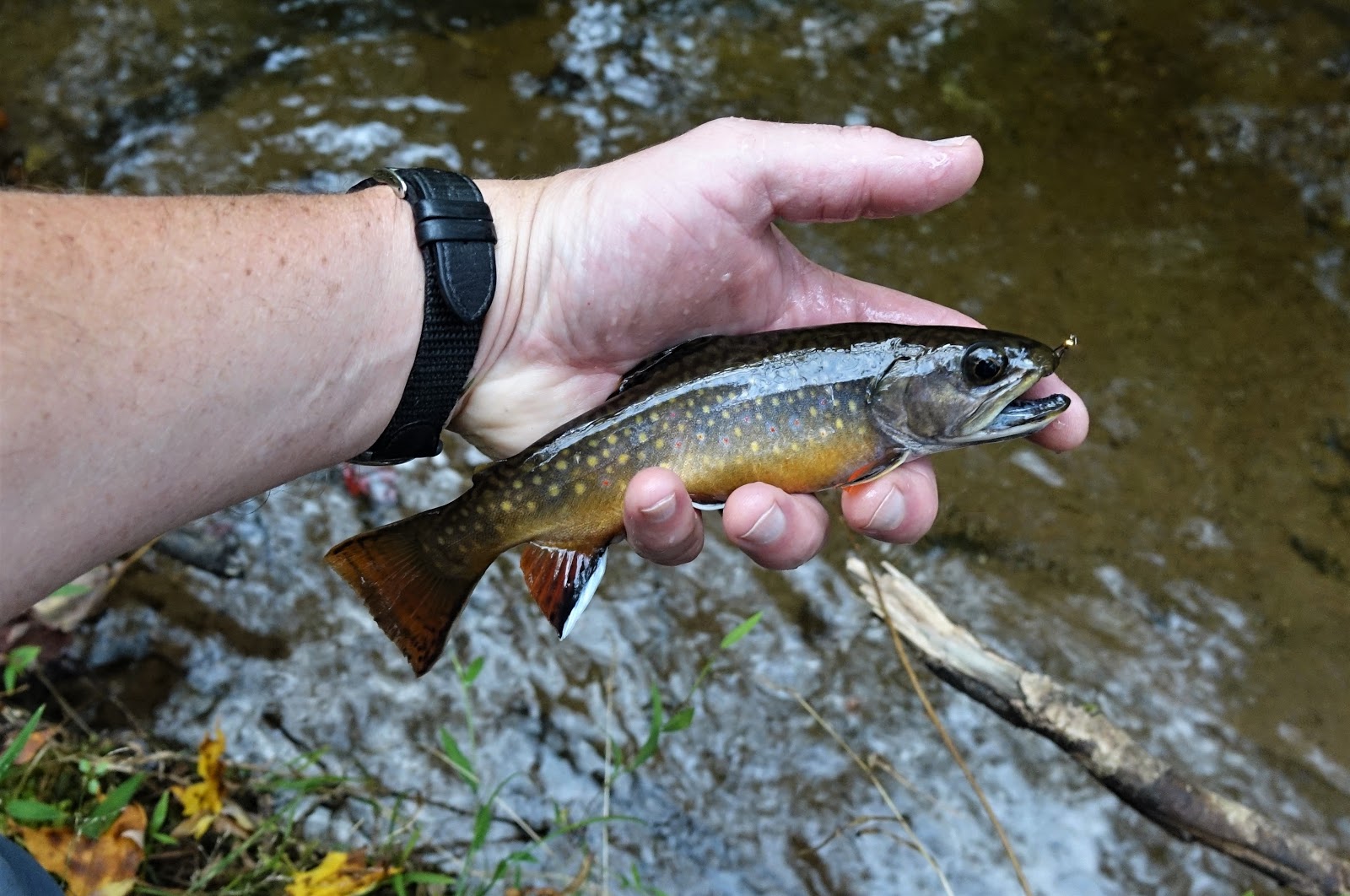 October 8 railroad brook trout